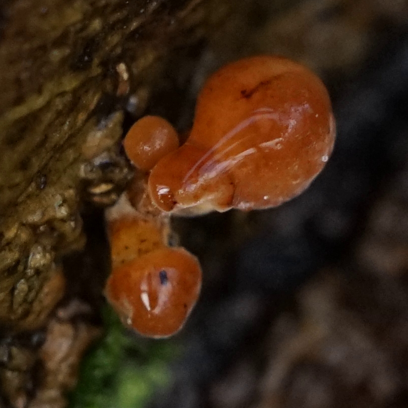 welke paddenstoel is dit